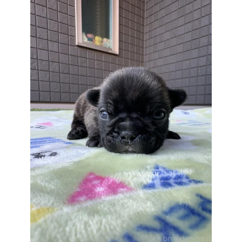 販売中の東京都のフレンチブルドッグ-423443の7枚目