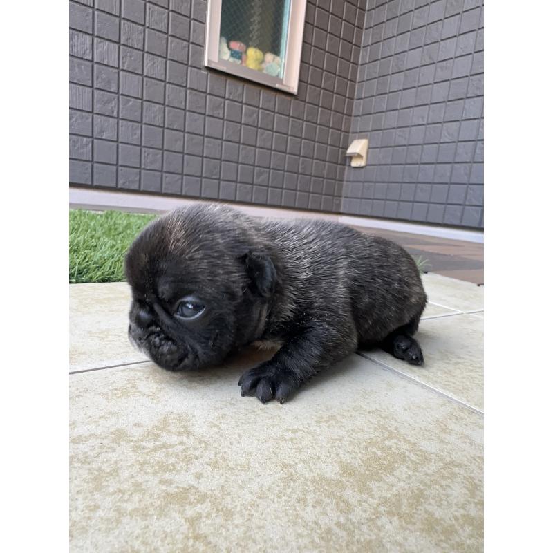 販売中の東京都のフレンチブルドッグ-423443の6枚目