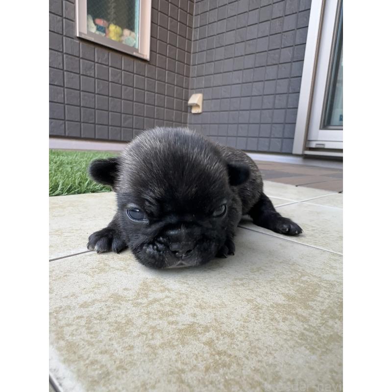 販売中の東京都のフレンチブルドッグ-423443の5枚目