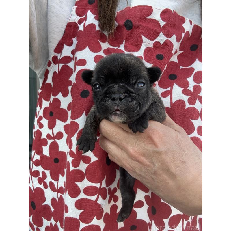 販売中の東京都のフレンチブルドッグ-423443の4枚目