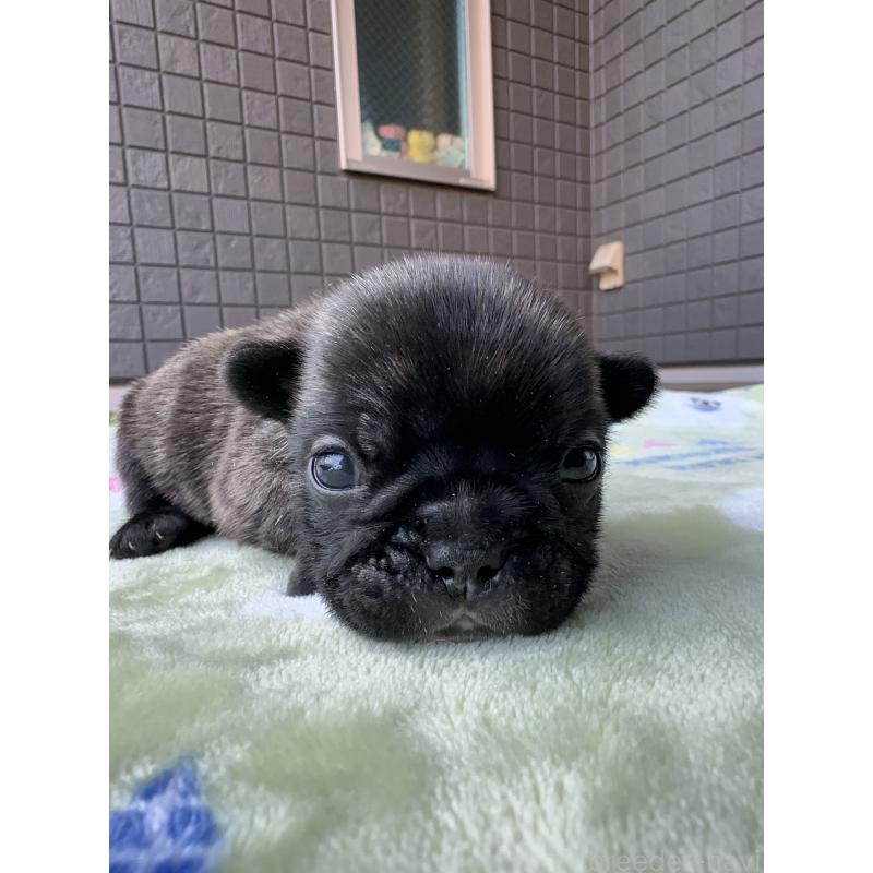 販売中の東京都のフレンチブルドッグ-423443の3枚目