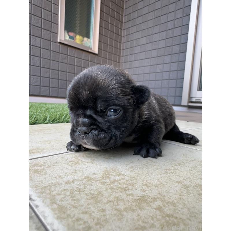 販売中の東京都のフレンチブルドッグ-423443の2枚目