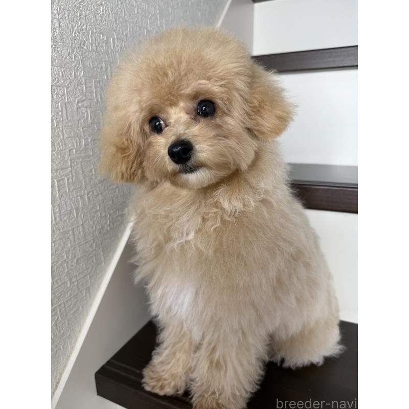 販売中の大阪府のタイニープードル-405950の5枚目