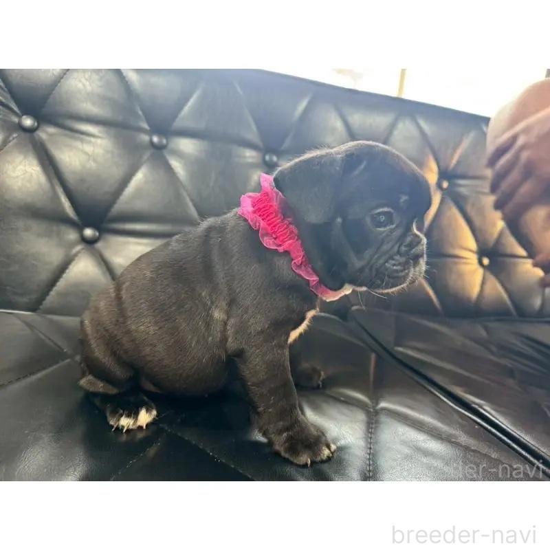 販売中の香川県のフレンチブルドッグ-423445の6枚目