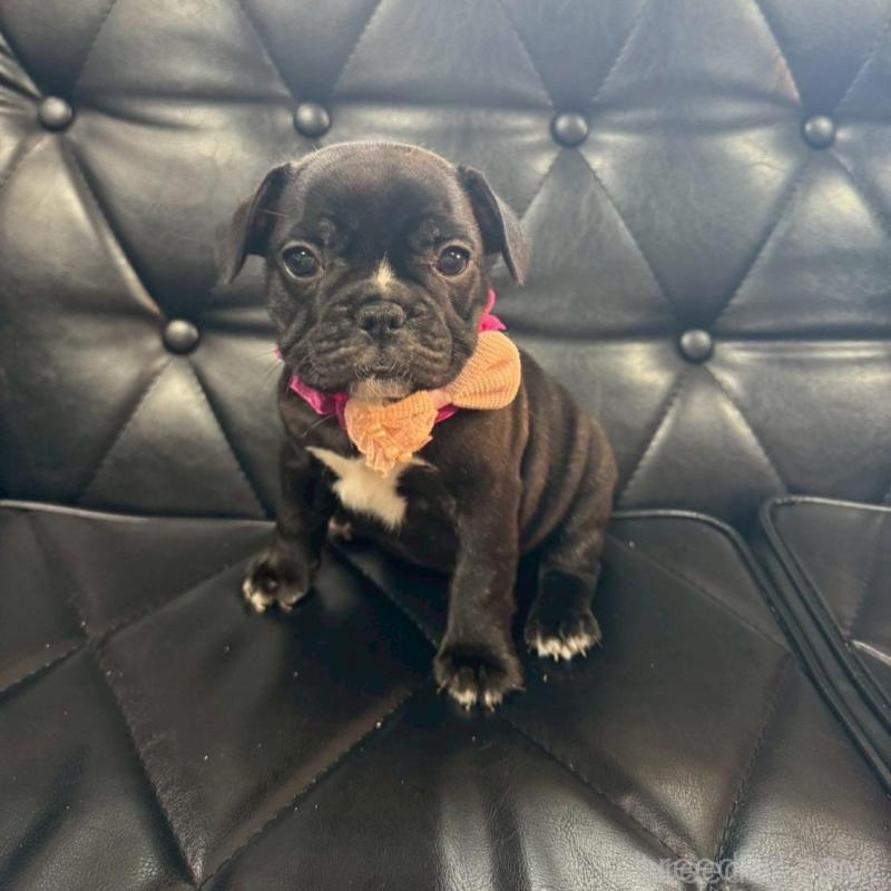 販売中の香川県のフレンチブルドッグ-423445の4枚目