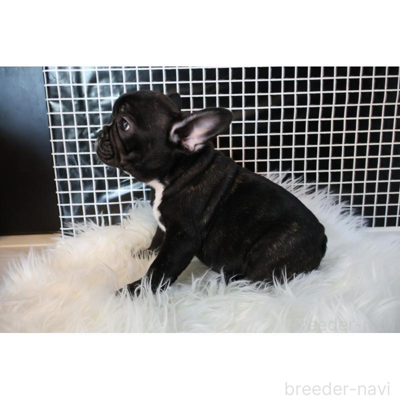 販売中の香川県のフレンチブルドッグ-423445の5枚目