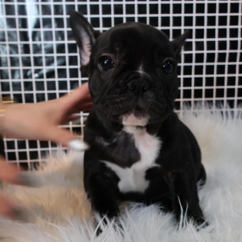 販売中の香川県のフレンチブルドッグ-423445の3枚目