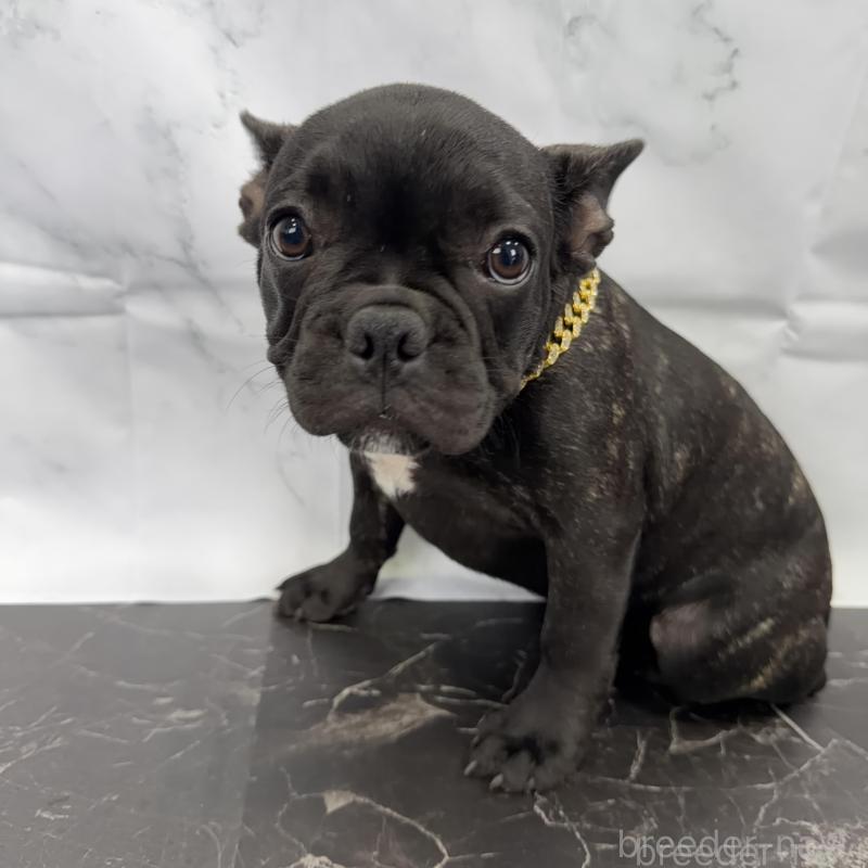 販売中の香川県のフレンチブルドッグ-423445の2枚目