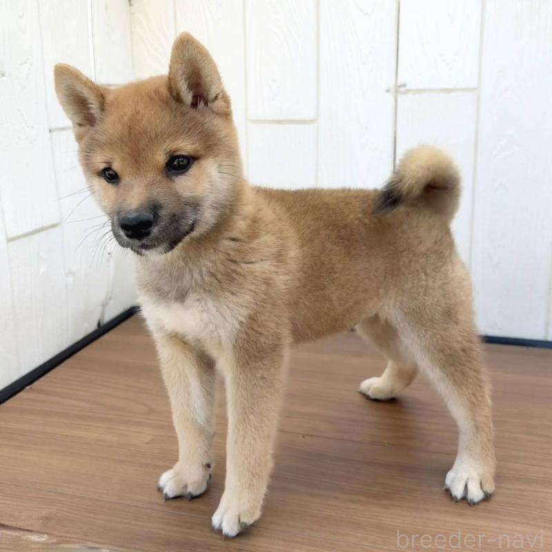 販売中の茨城県の豆柴-415246の13枚目