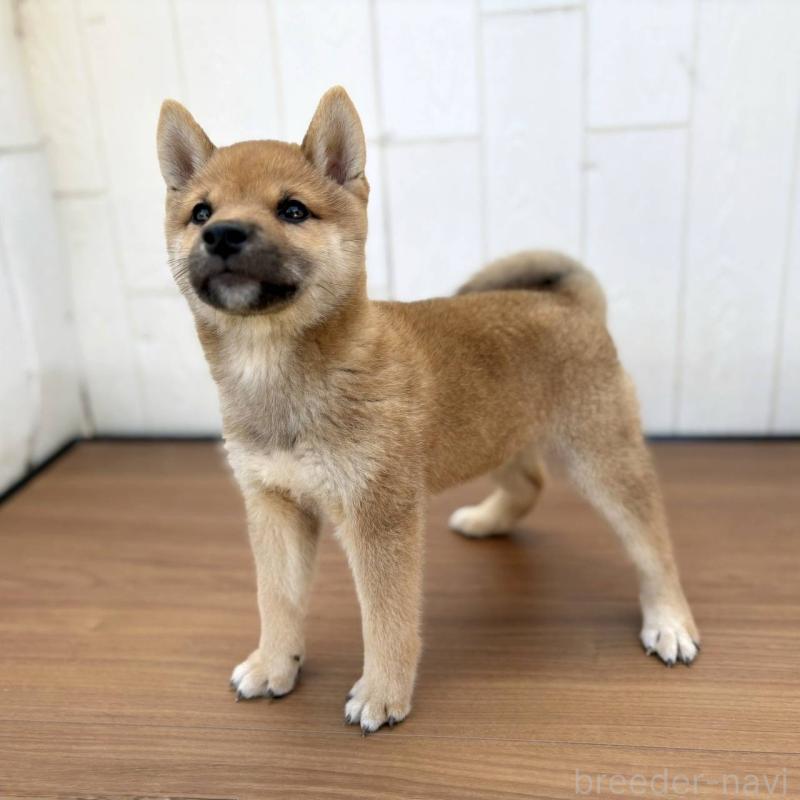 販売中の茨城県の豆柴-415246の12枚目