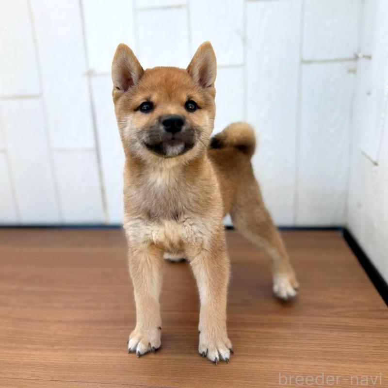 販売中の茨城県の豆柴-415246の11枚目