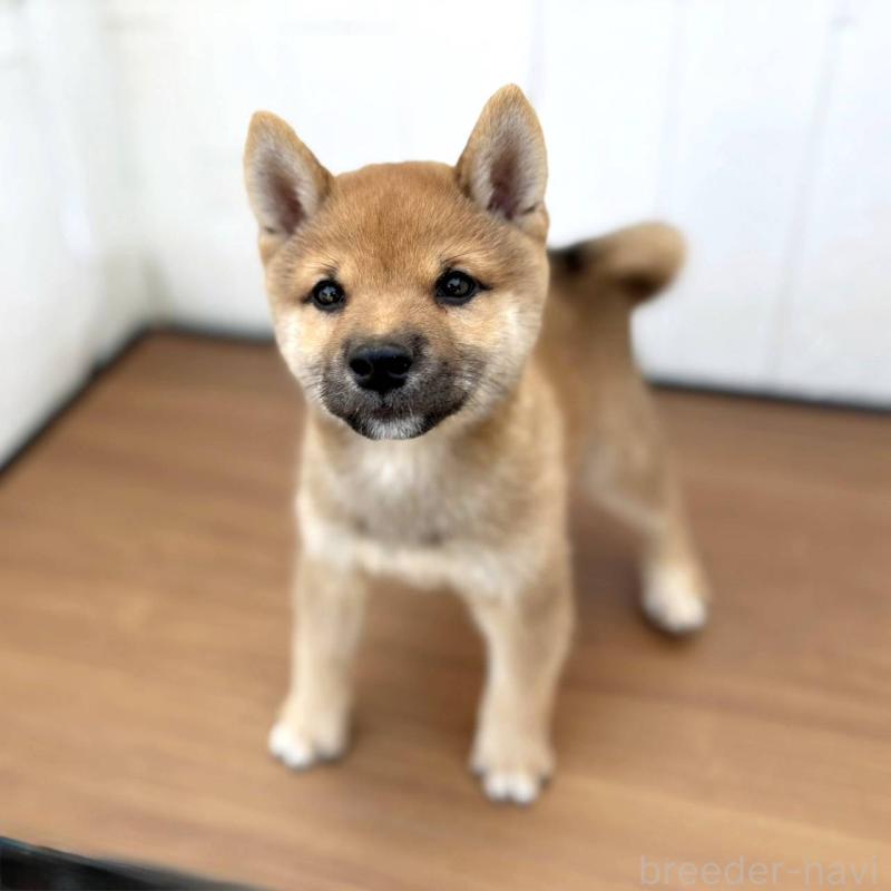 販売中の茨城県の豆柴-415246の9枚目