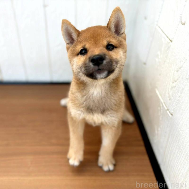 販売中の茨城県の豆柴-415246の8枚目