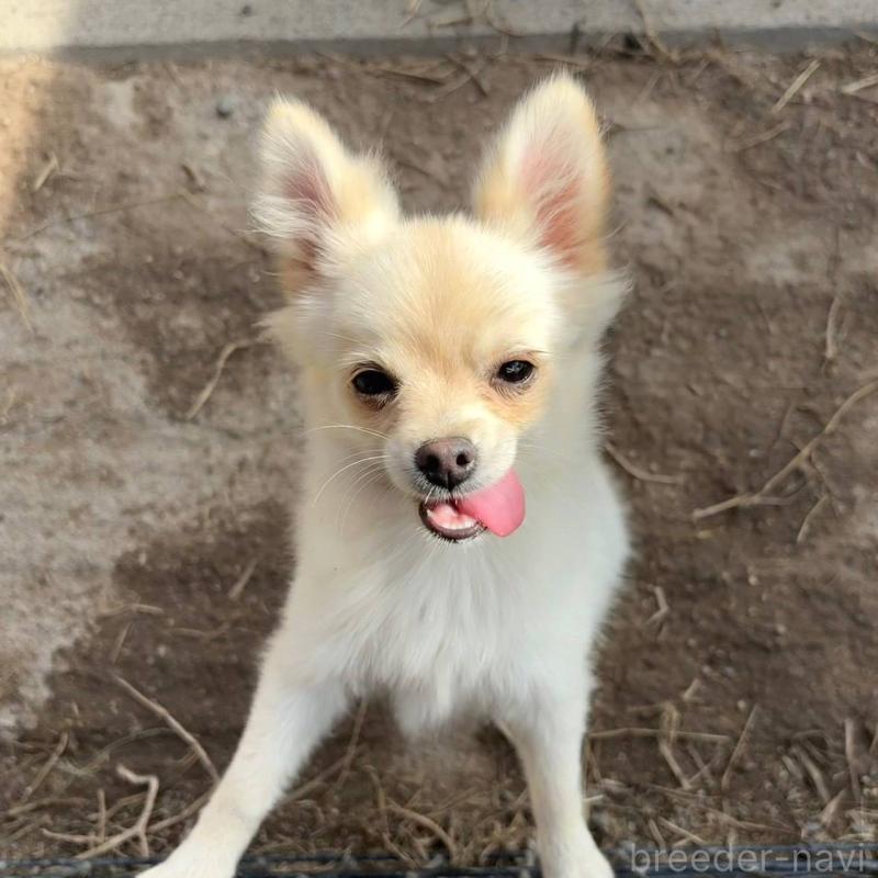 販売中の茨城県のポメチワ:ポメラニアン×チワワ-396487の18枚目