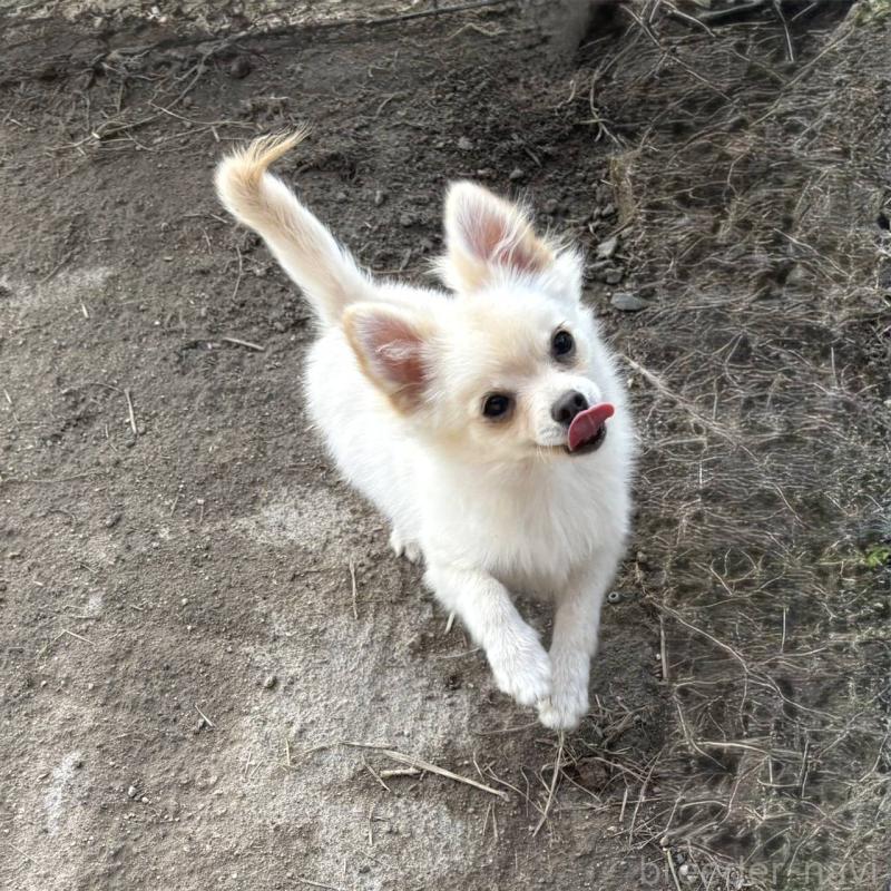 販売中の茨城県のポメチワ:ポメラニアン×チワワ-396487の17枚目