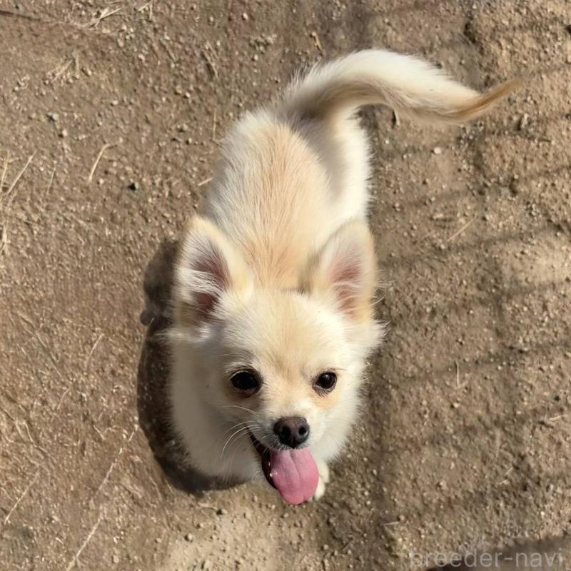 販売中の茨城県のポメチワ:ポメラニアン×チワワ-396487の16枚目