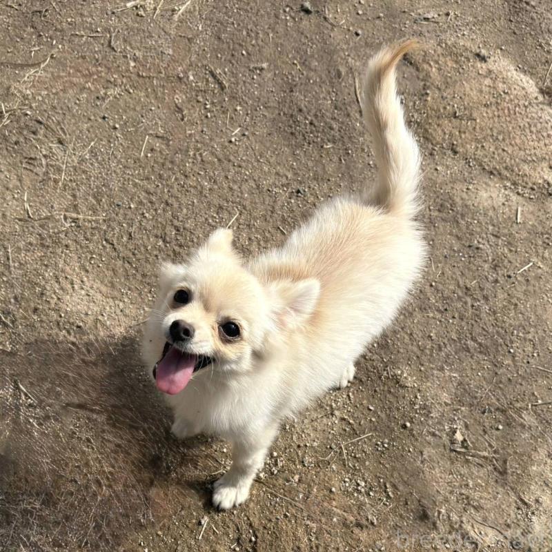 販売中の茨城県のポメチワ:ポメラニアン×チワワ-396487の15枚目