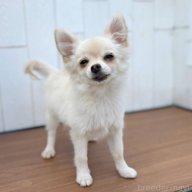 販売中の茨城県のポメチワ:ポメラニアン×チワワ-396487の14枚目