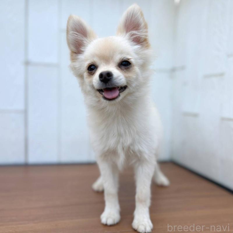 販売中の茨城県のポメチワ:ポメラニアン×チワワ-396487の13枚目