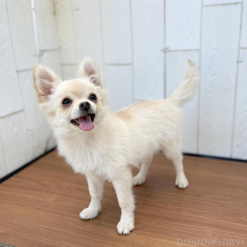 販売中の茨城県のポメチワ:ポメラニアン×チワワ-396487の12枚目