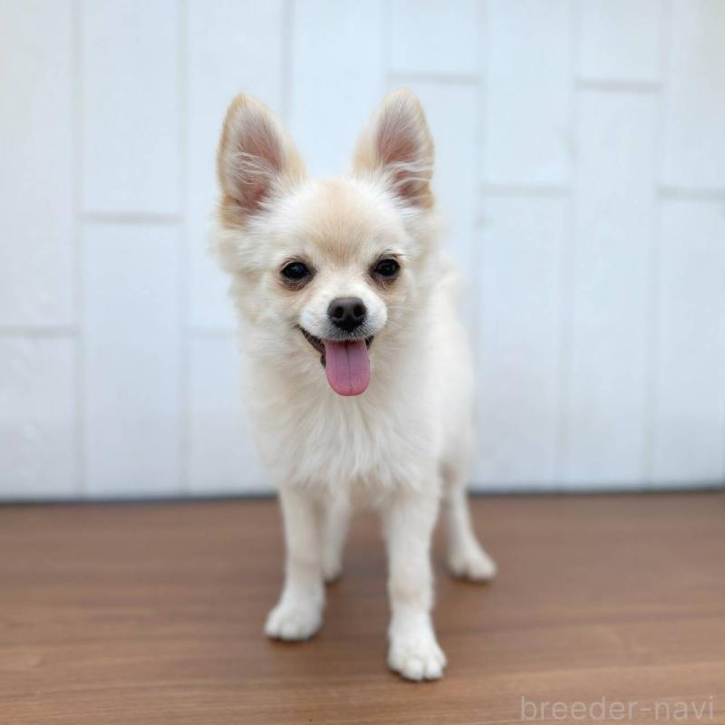 販売中の茨城県のポメチワ:ポメラニアン×チワワ-396487の11枚目