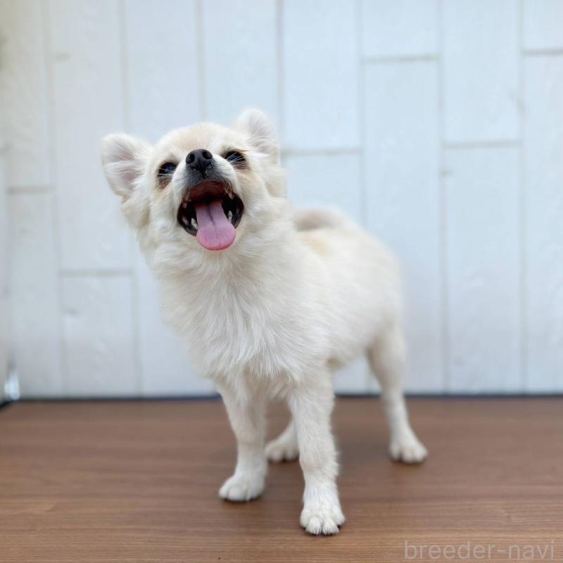 販売中の茨城県のポメチワ:ポメラニアン×チワワ-396487の10枚目