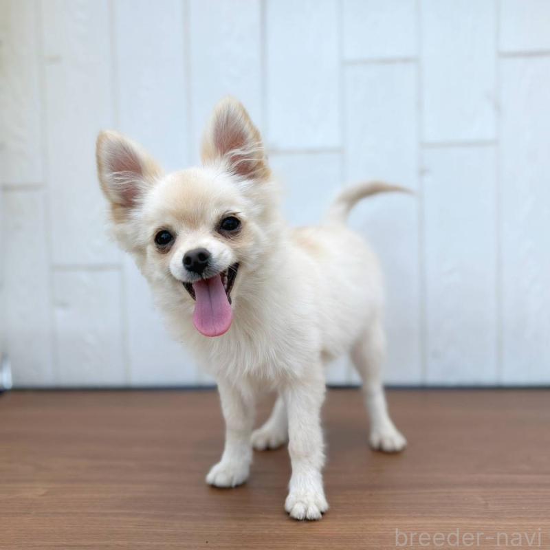 販売中の茨城県のポメチワ:ポメラニアン×チワワ-396487