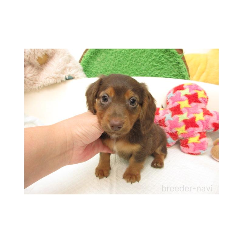 販売中の大阪府のミニチュアダックスフンド(ロングヘアード)-423446の2枚目