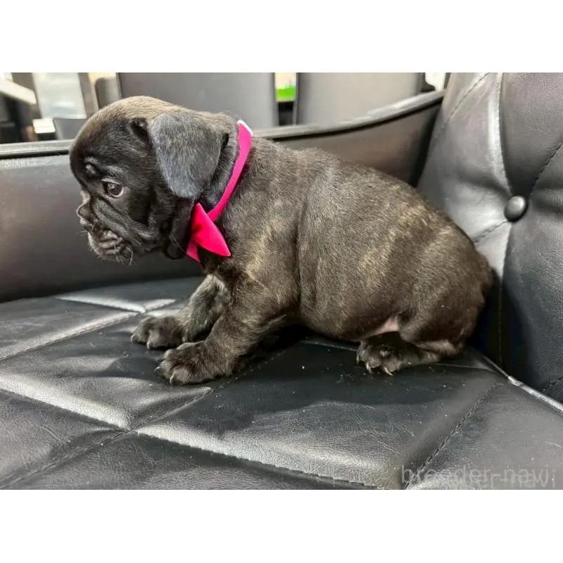 販売中の香川県のフレンチブルドッグ-423447の6枚目