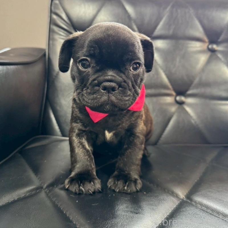 販売中の香川県のフレンチブルドッグ-423447の5枚目