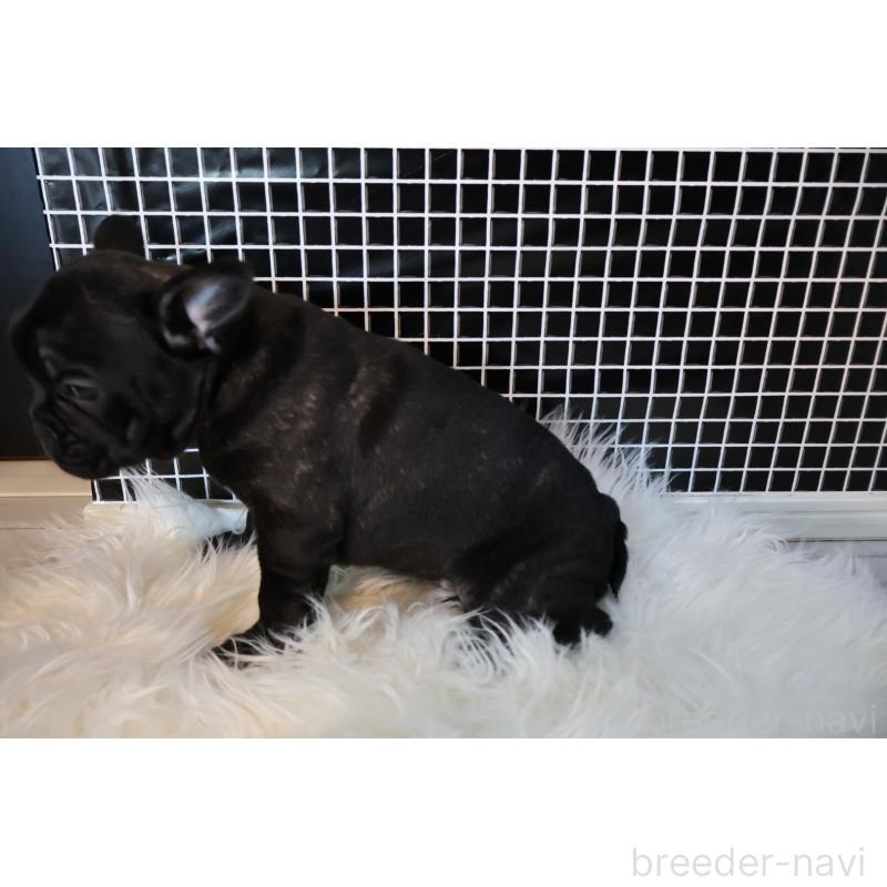 販売中の香川県のフレンチブルドッグ-423447の4枚目