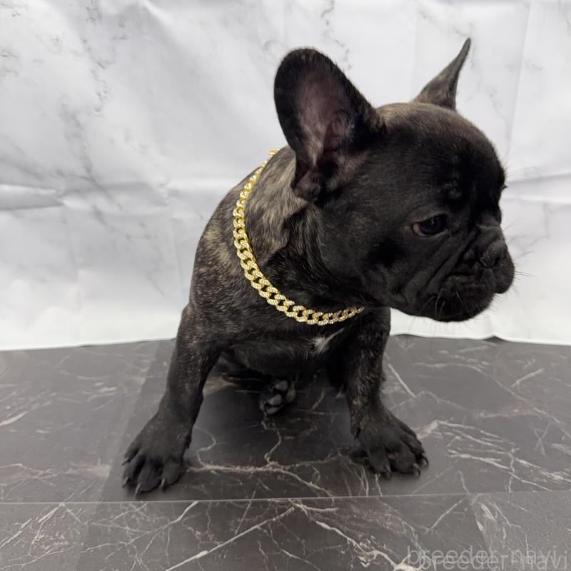 販売中の香川県のフレンチブルドッグ-423447の3枚目