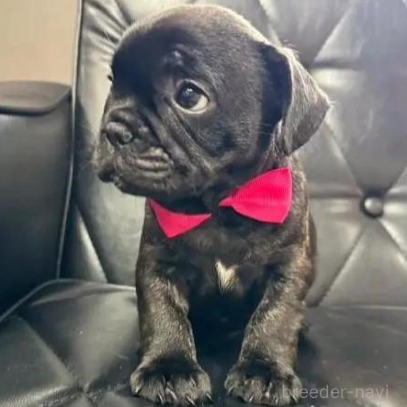 販売中の香川県のフレンチブルドッグ-423447の2枚目