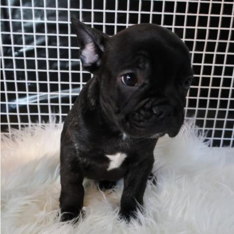 販売中の香川県のフレンチブルドッグ-423447の1枚目