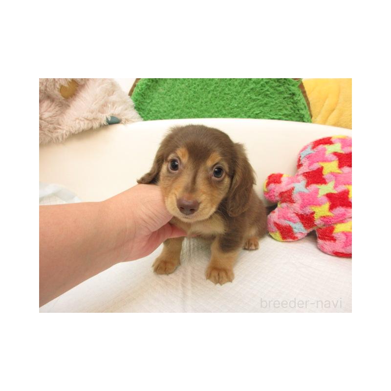 販売中の大阪府のミニチュアダックスフンド(ロングヘアード)-423448の2枚目