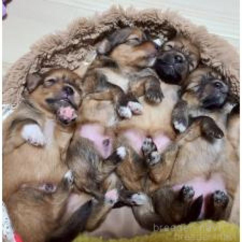 販売中の山形県のポメマル:ポメラニアン×マルチーズ-413578の5枚目