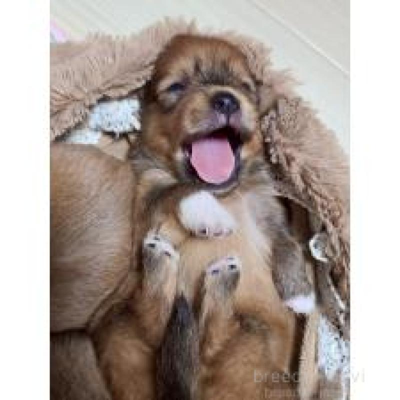 販売中の山形県のポメマル:ポメラニアン×マルチーズ-413578の4枚目