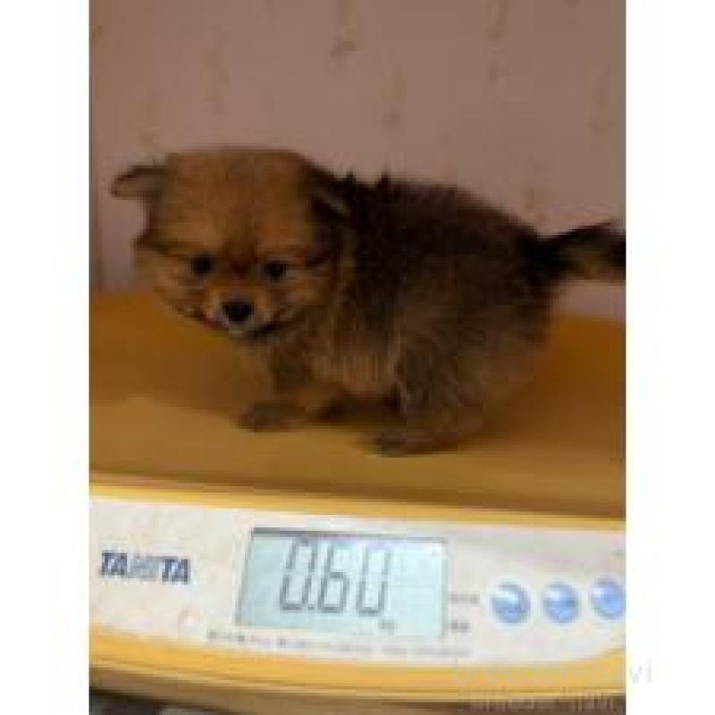 販売中の山形県のポメマル:ポメラニアン×マルチーズ-413578の3枚目