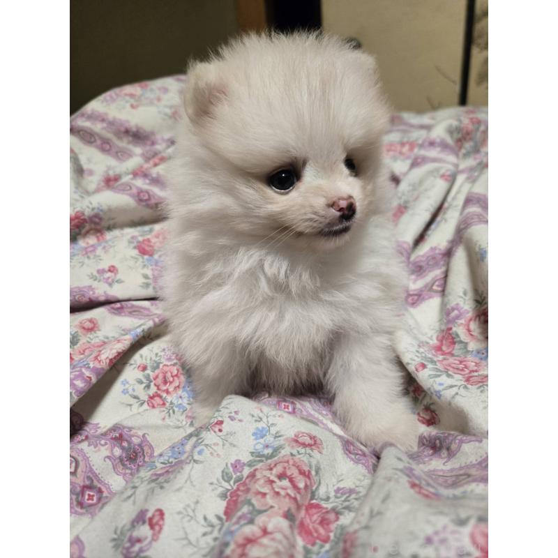 販売中の京都府のポメラニアン-423449の5枚目