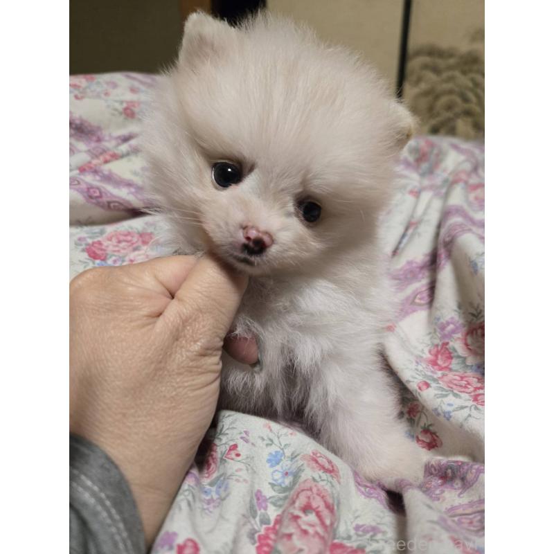 販売中の京都府のポメラニアン-423449の4枚目