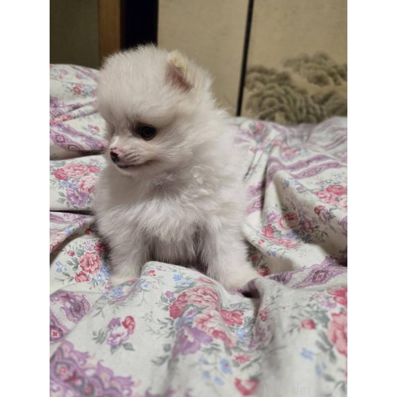 販売中の京都府のポメラニアン-423449の3枚目