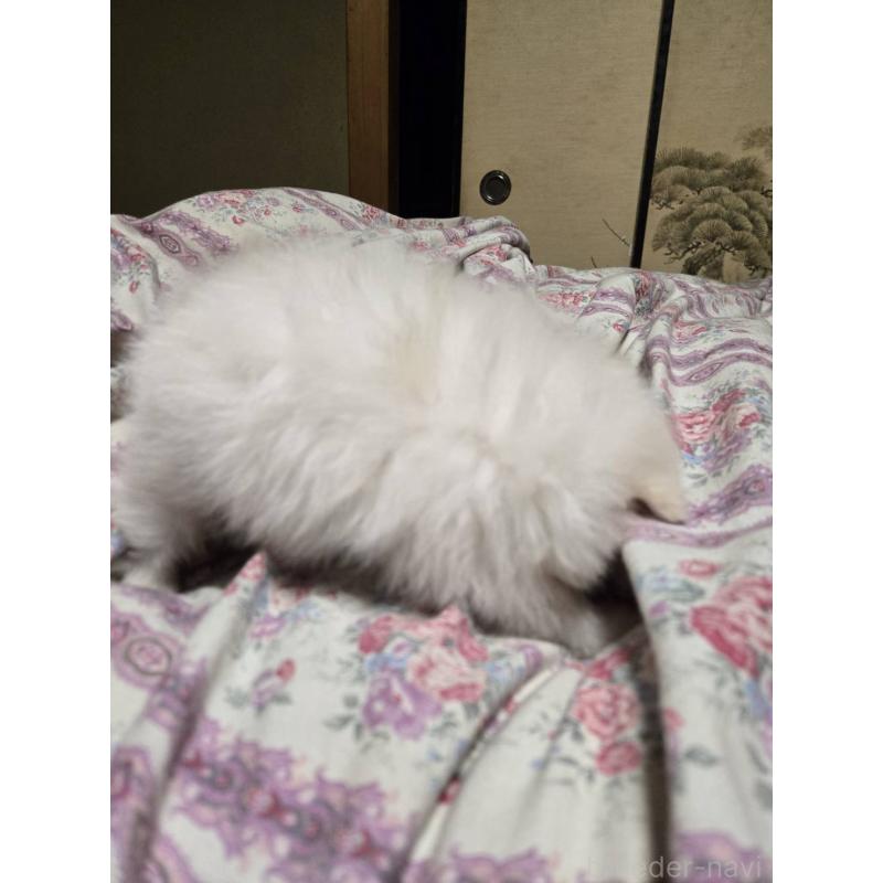 販売中の京都府のポメラニアン-423449の2枚目