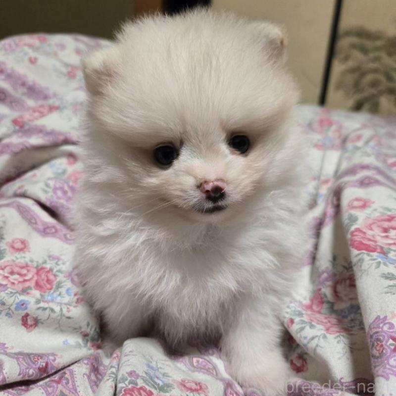 販売中の京都府のポメラニアン-423449