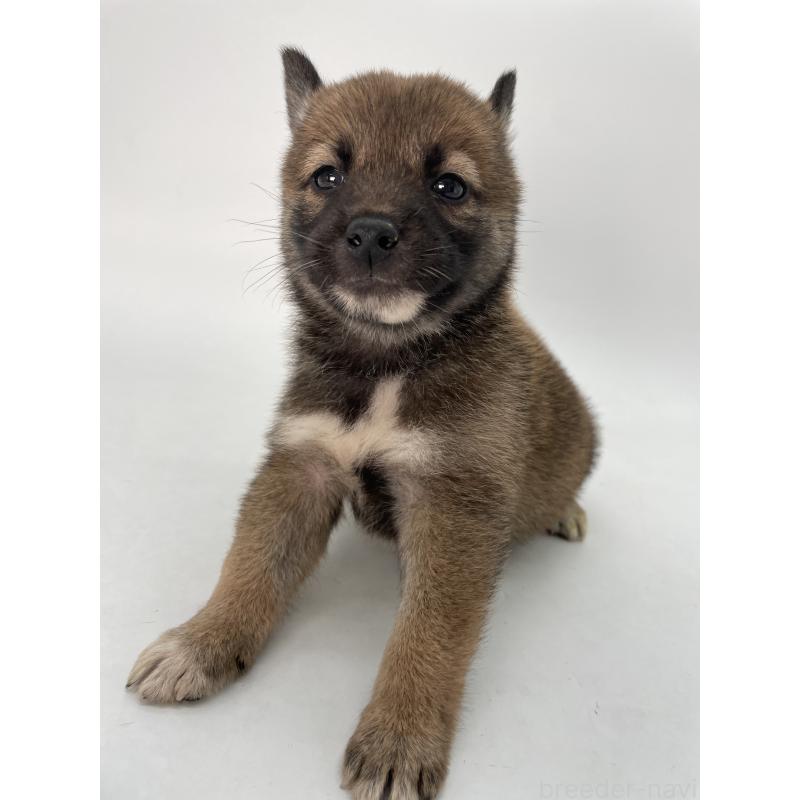 販売中の千葉県の柴犬-423451の1枚目