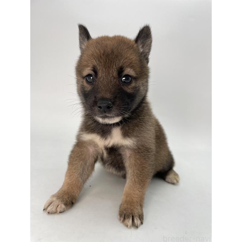 販売中の千葉県の柴犬-423451の12枚目