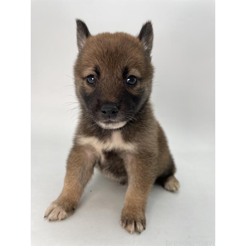 販売中の千葉県の柴犬-423451の11枚目