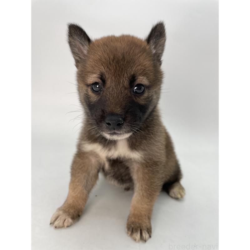 販売中の千葉県の柴犬-423451の10枚目