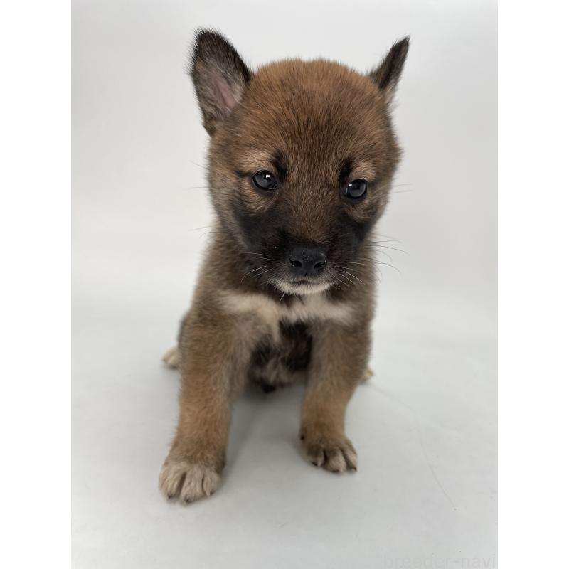 販売中の千葉県の柴犬-423451の9枚目