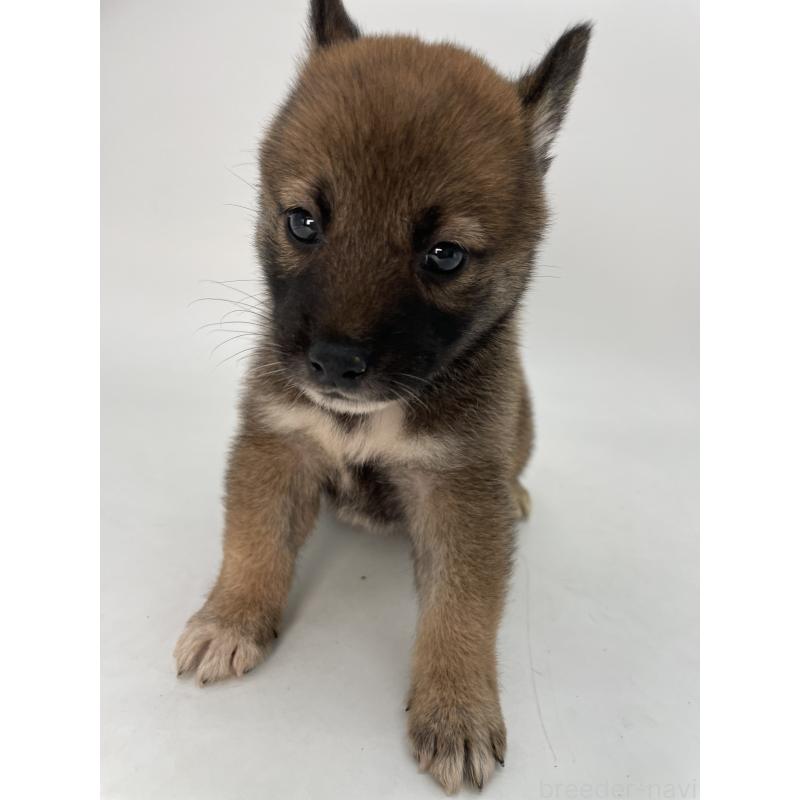 販売中の千葉県の柴犬-423451の8枚目