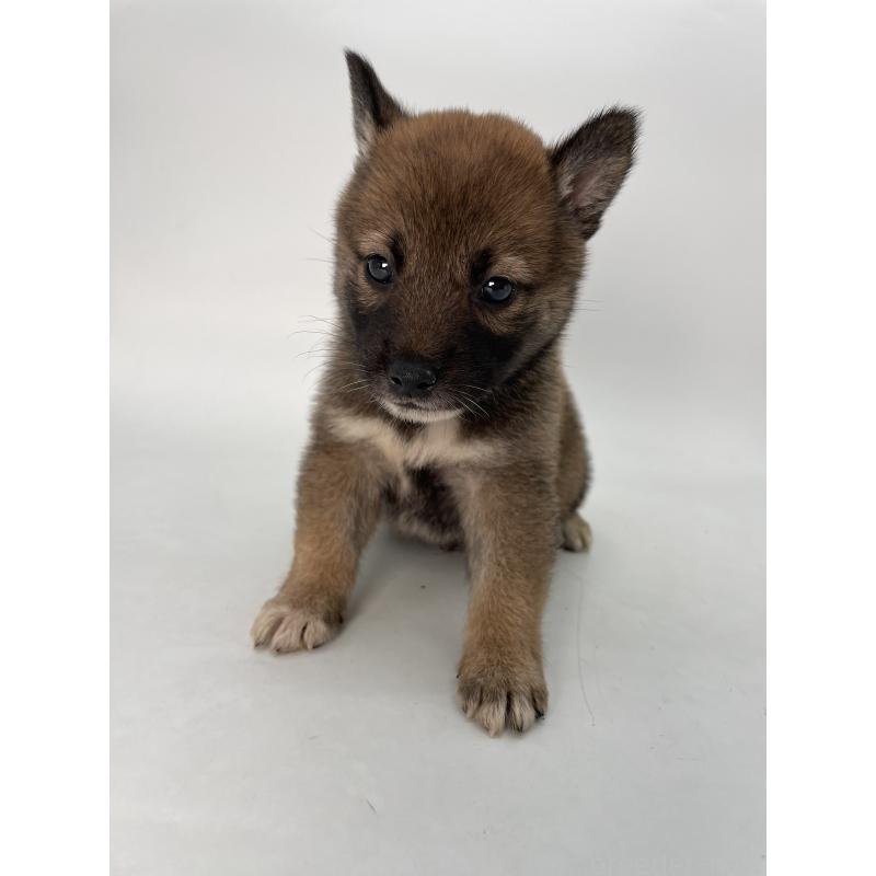 販売中の千葉県の柴犬-423451の7枚目